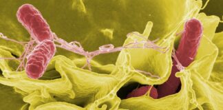 Czy w mięsie z Biedronki jest salmonella?