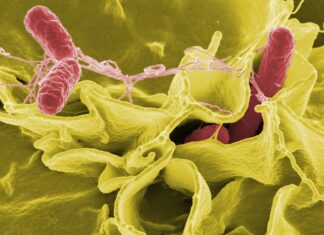 Czy w mięsie z Biedronki jest salmonella? Czy w mięsie z Biedronki jest salmonella?