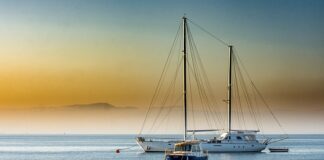 Co lepsze indyk czy kurczak?