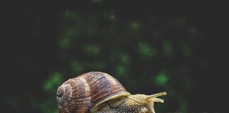 Czy śluz ślimaka jest trujący dla człowieka?