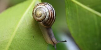 Ile przejdzie ślimak?